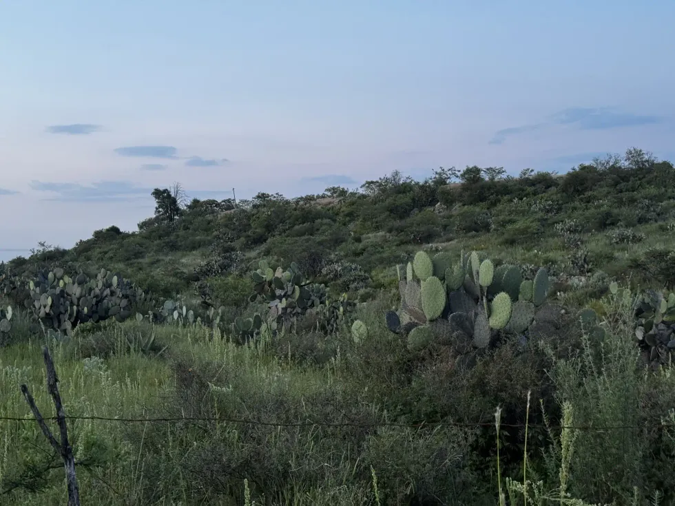 Nopales y vegetaci\u00f3n semi\u00e1rida en ladera de Nopala de Villagr\u00e1n, Hidalgo, en la zona donde se instalar\u00e1n parques fotovoltaicos que arrasar el ecosistema