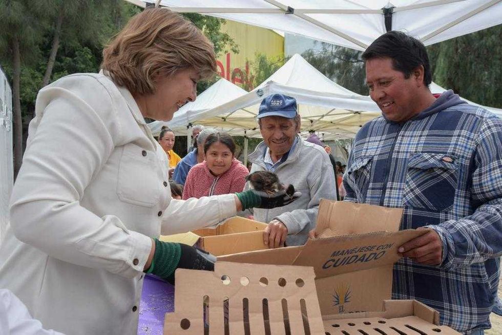 Norma Mejía impulsa la nutrición con entrega de pollitas ponedoras en Tequisquiapan.