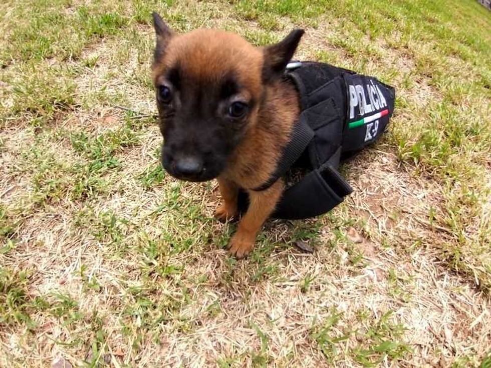 nueva generacion de policia canina en el marques 1