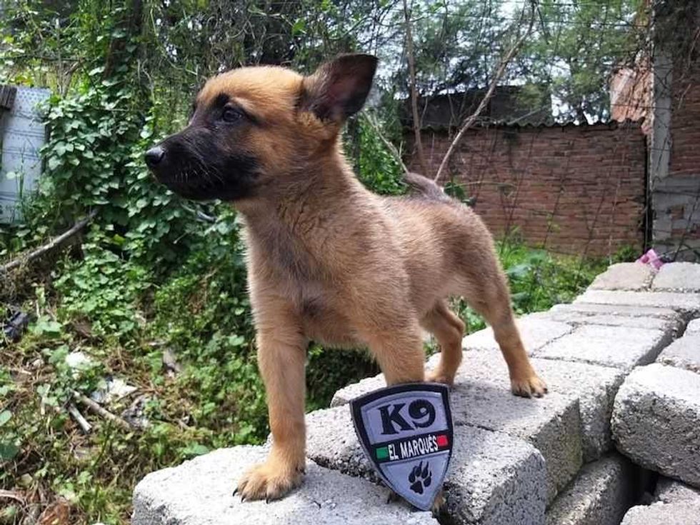 nueva generacion de policia canina en el marques 2