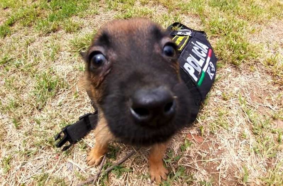 nueva generacion de policia canina en el marques 67