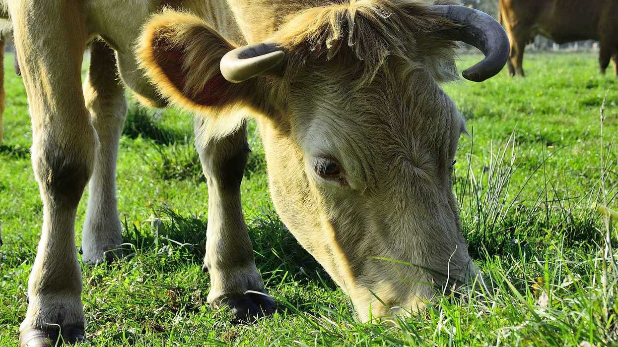 Oficio de la SADERH sobre certificado zoosanitario obligatorio para movilizar ganado en Hidalgo por gusano barrenador