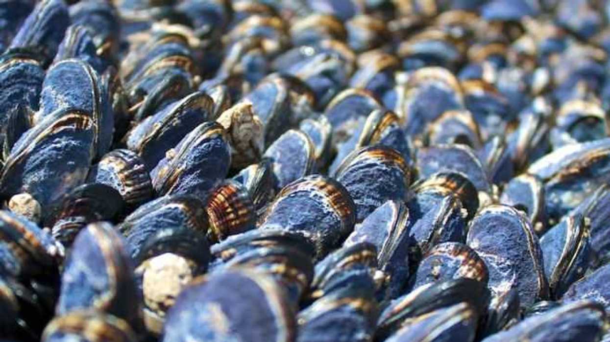 ola-de-calor-mata-a-mejillones-y-dana-ecosistema-marino-en-california