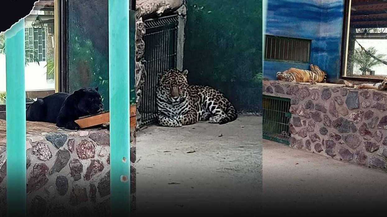 Operativo de cateo en Santa Rosa Jáuregui donde Fiscalía de Querétaro aseguró fauna exótica incluyendo tigres y jaguares, junto con armas de fuego