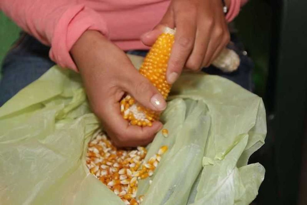 palomitas de maiz las flores olvidadas del campo mexicano 2