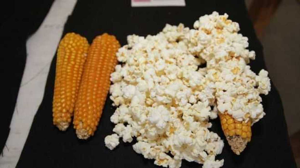 palomitas-de-maiz-las-flores-olvidadas-del-campo-mexicano