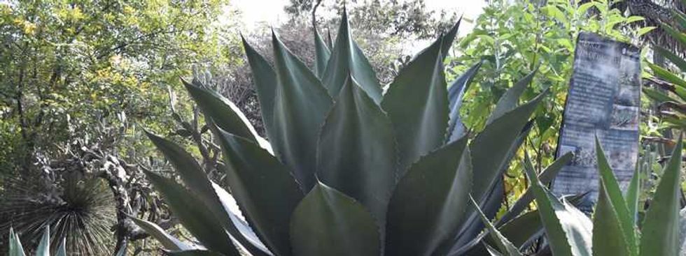 pan con fructanos de agave un aliado contra la diabetes 2