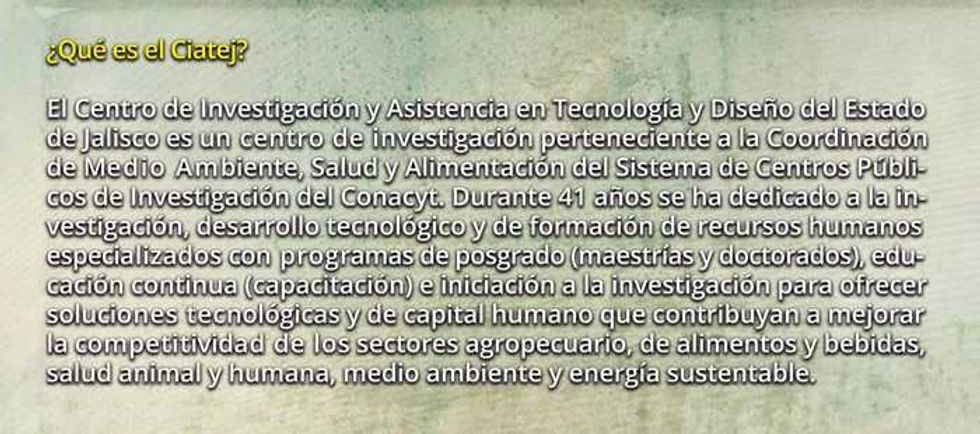 pan con fructanos de agave un aliado contra la diabetes 3