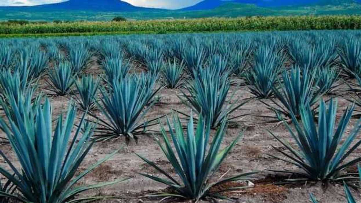 pan-con-fructanos-de-agave-un-aliado-contra-la-diabetes