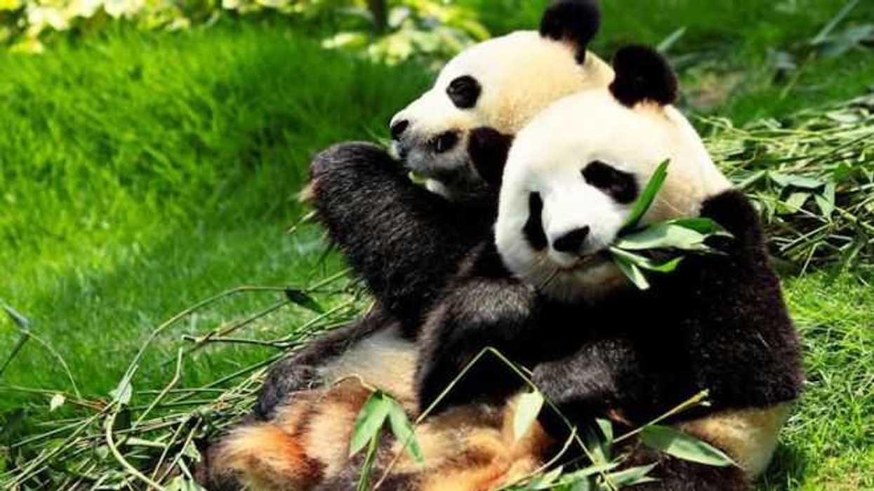 pandas-gigantes-tendran-extenso-parque-nacional-en-china