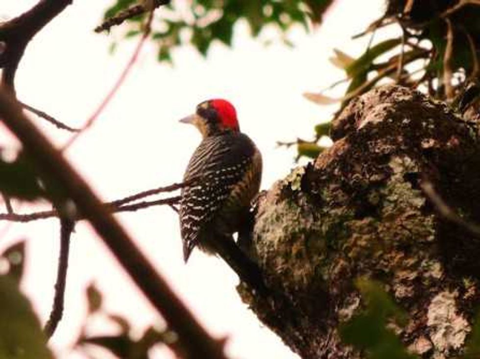 parada de aves migratorias_1