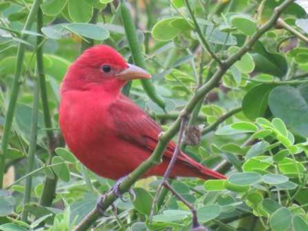 parada de aves migratorias_3