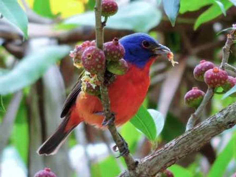 parada de aves migratorias_4