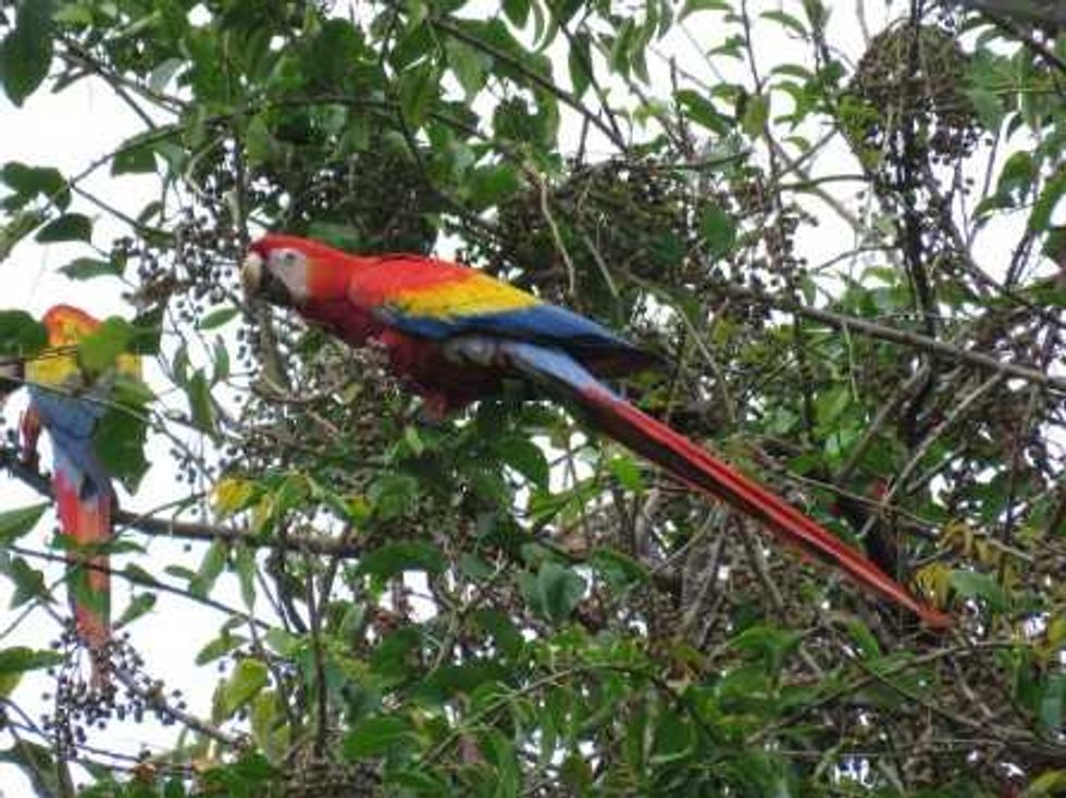 parada de aves migratorias_5