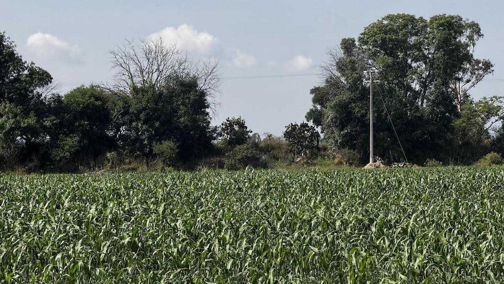 Parcela de ma\u00edz de la zona rural de San Juan del R\u00edo con follaje verde y cielo nublado tras las lluvias del temporal.