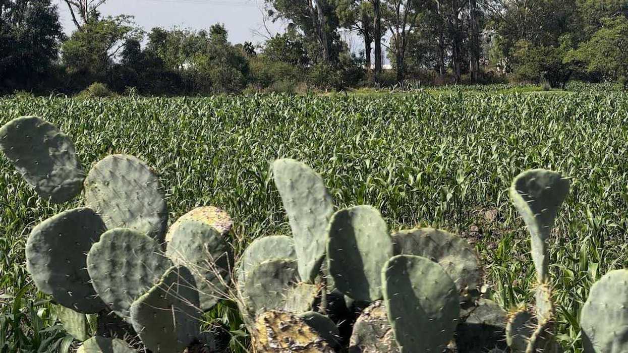 Parcela de maíz de la zona rural de San Juan del Río con follaje verde y cielo nublado tras las lluvias del temporal.