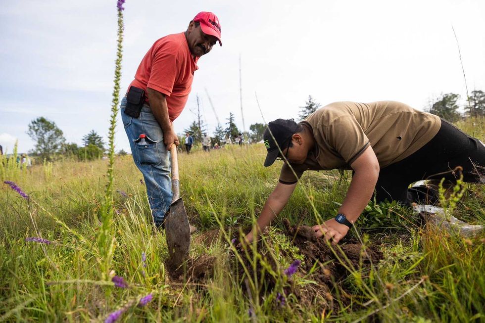 Participantes plantando \u00e1rbol en el Ejido La Torre durante la jornada de reforestaci\u00f3n en Amealco de Bonfil