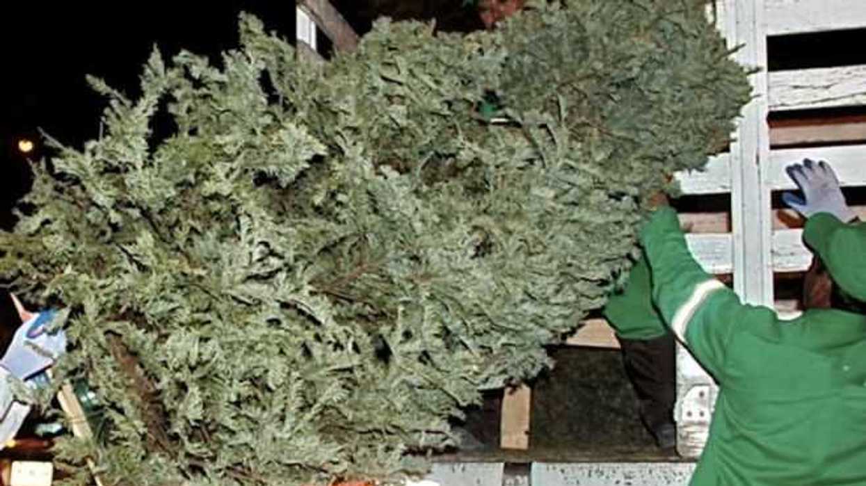 partir-del-9-enero-iniciara-recoleccion-pinos-queretaro