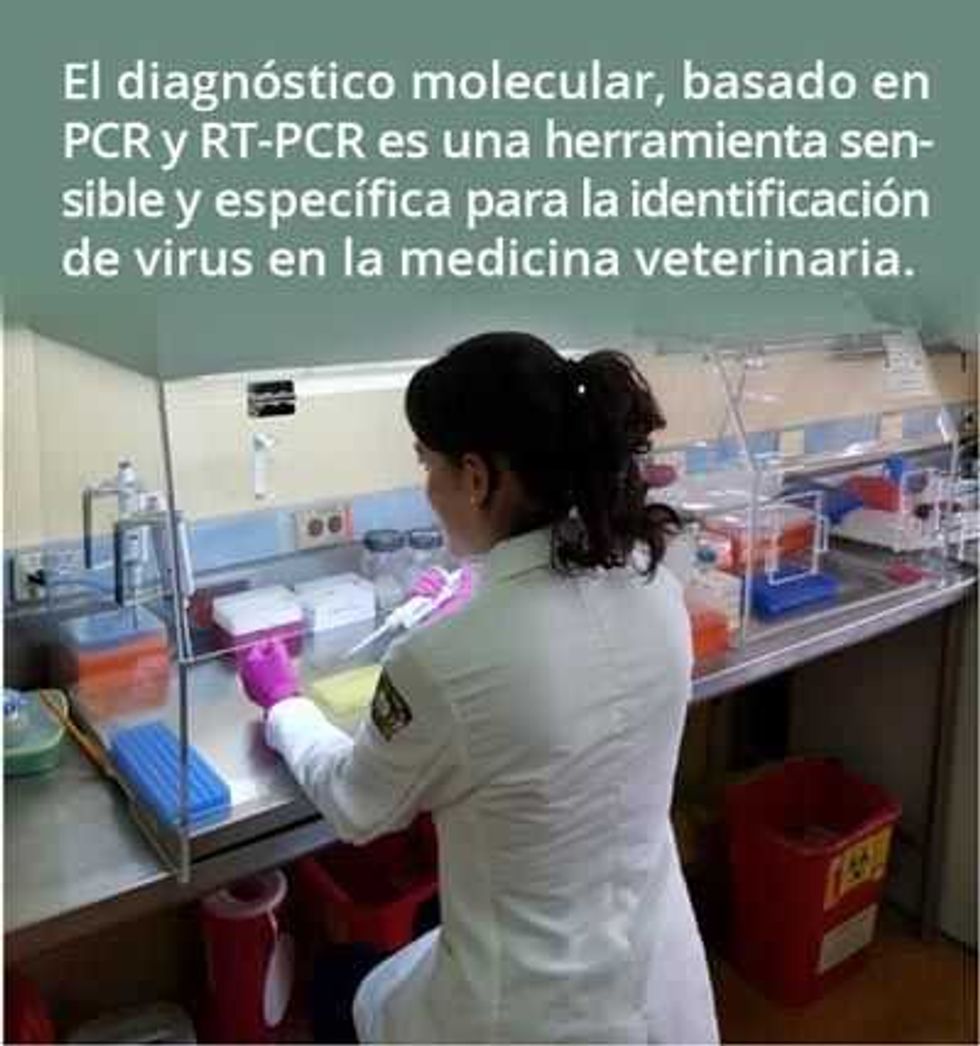 parvovirus rotavirus la doble amenaza 1