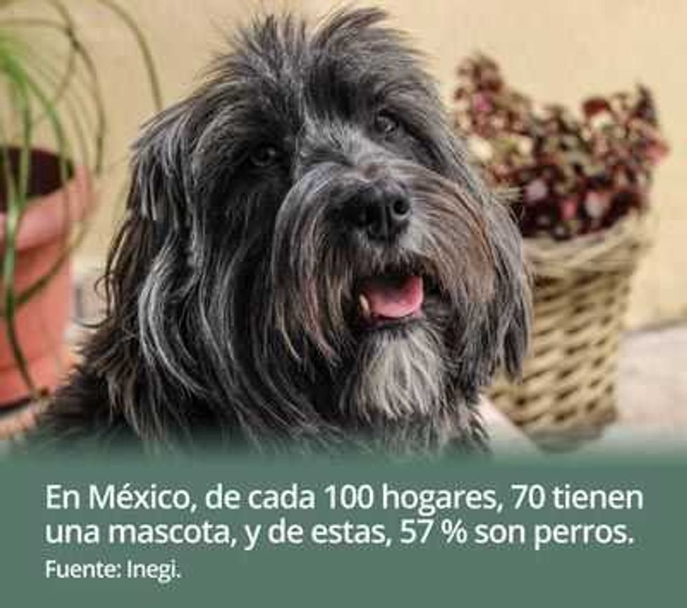 parvovirus rotavirus la doble amenaza 2