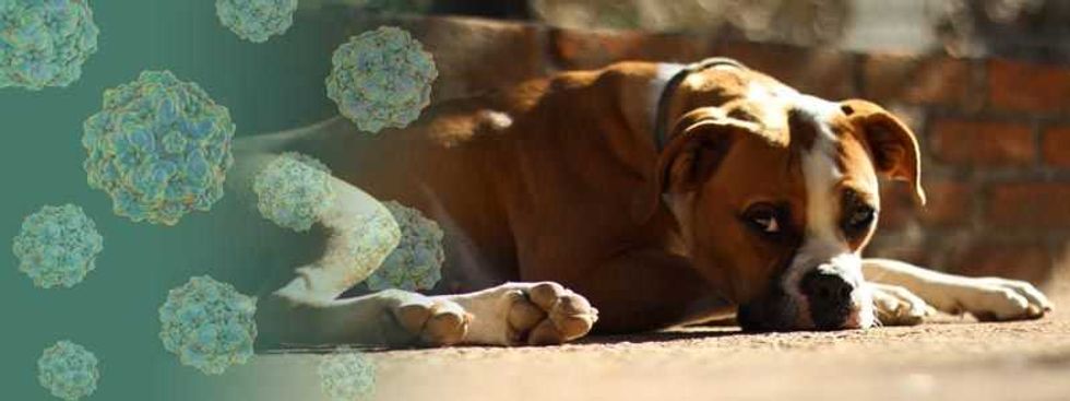 parvovirus rotavirus la doble amenaza 4