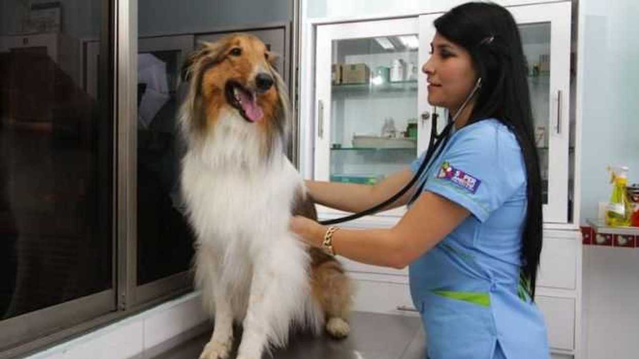 parvovirus-rotavirus-la-doble-amenaza-5