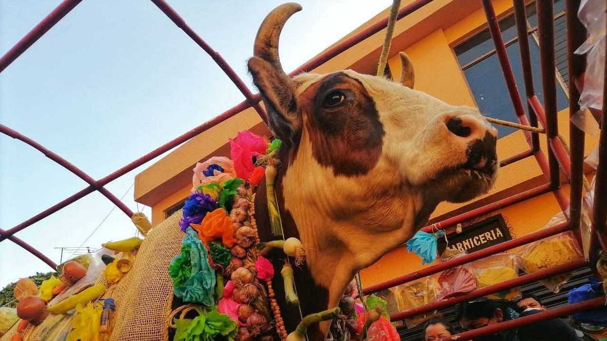 Paseo del Buey en El Pueblito Corregidora Querétaro reunió a seis mil personas como parte de festividades con casi 300 años de historia