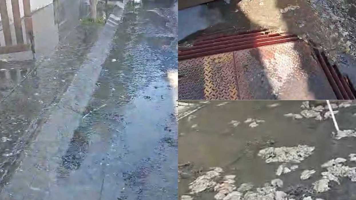 Pellejo y desechos de pollo emergieron del drenaje y alcantarillas al interior de viviendas en colonia Valle Dorado, San Juan del Río