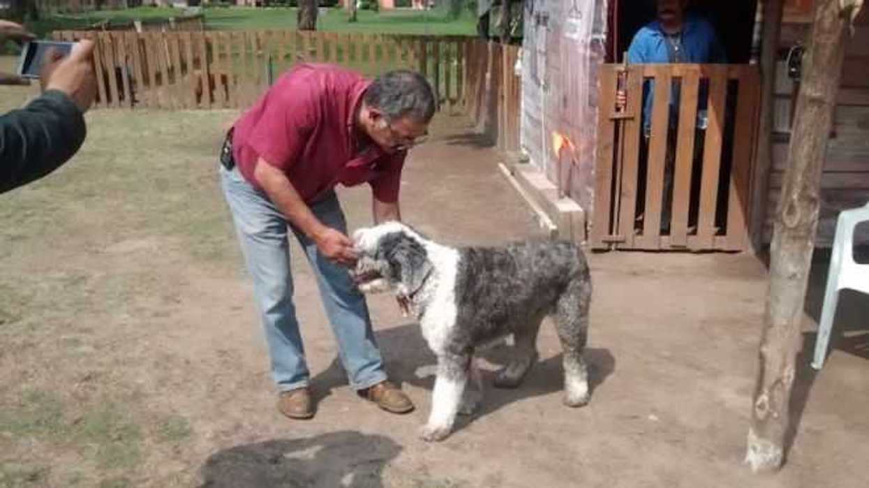 Pension de perros, "Mascota feliz". Rotativo