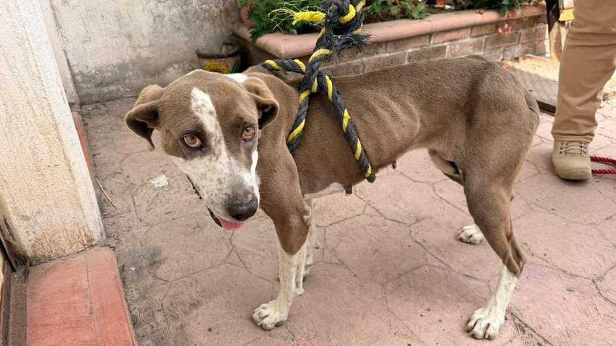 Perra de pelaje gris con blanco, con las costillas marcadas y una cuerda amarilla y negra atada al cuerpo, tras el cateo por maltrato animal en Zitácuaro.