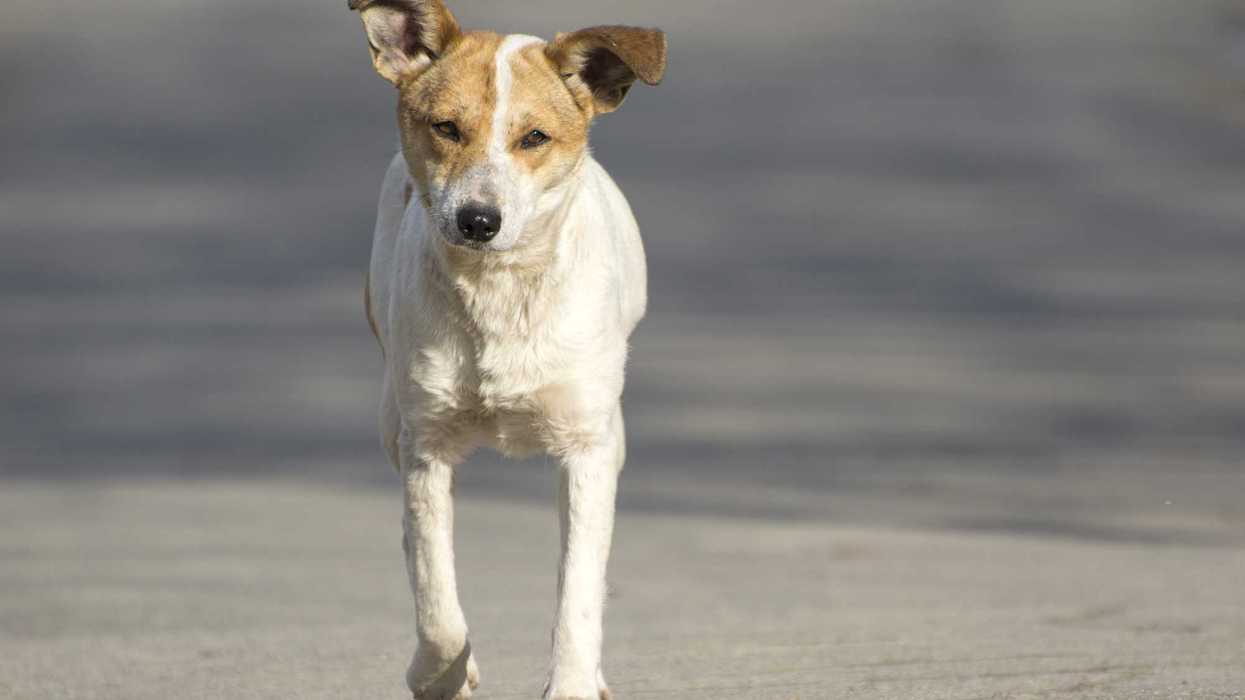 Perro blanco con manchas canela camina de frente por una calle; imagen de archivo sobre eutanasias en San Juan del Río