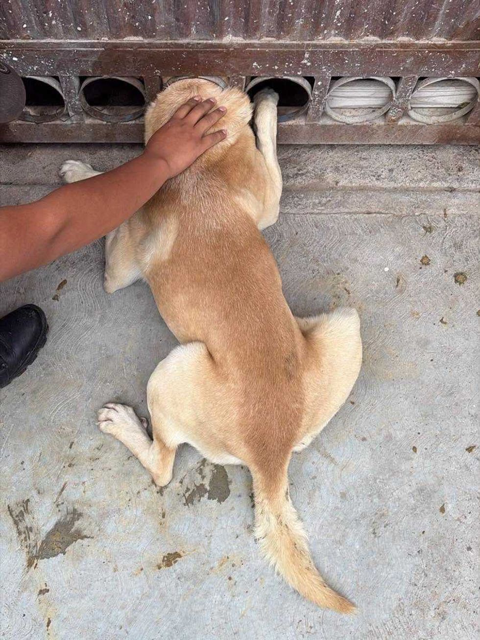 Perro de pelaje claro con la cabeza atrapada en una abertura de la parte inferior de un port\u00f3n met\u00e1lico en Amazcala, El Marqu\u00e9s.