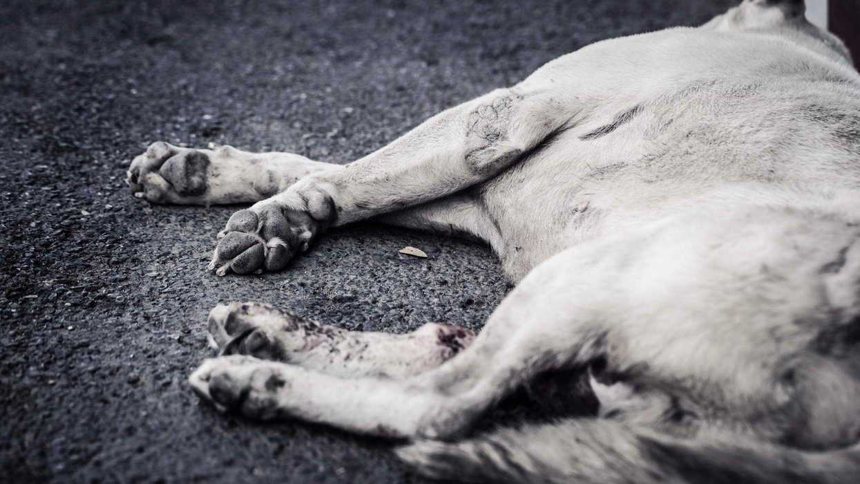 Perro rescatado por maltrato recibe atención veterinaria en centro de bienestar animal Querétaro.