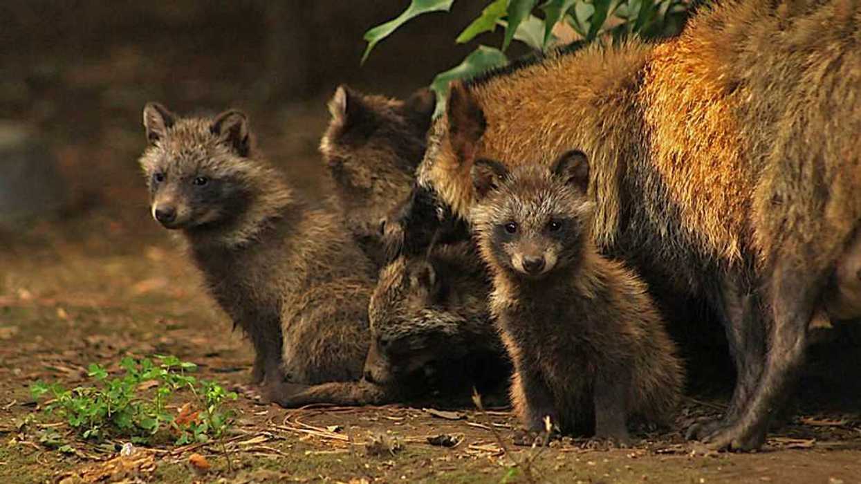 PERROS MAPACHE EN EL ZOOLÓGICO DE CHAPULTEPEC