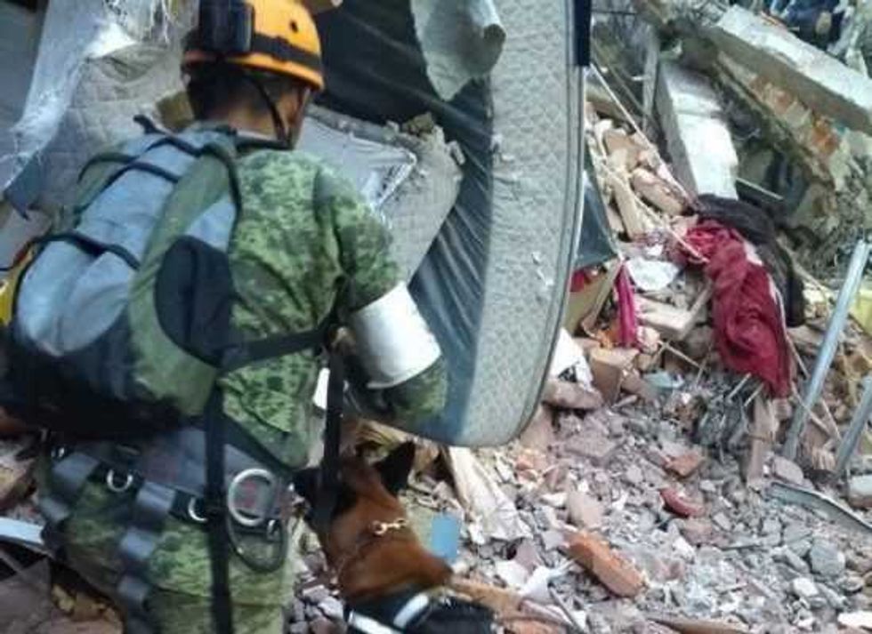 perros rescatistas los heroes salvan vidas 1