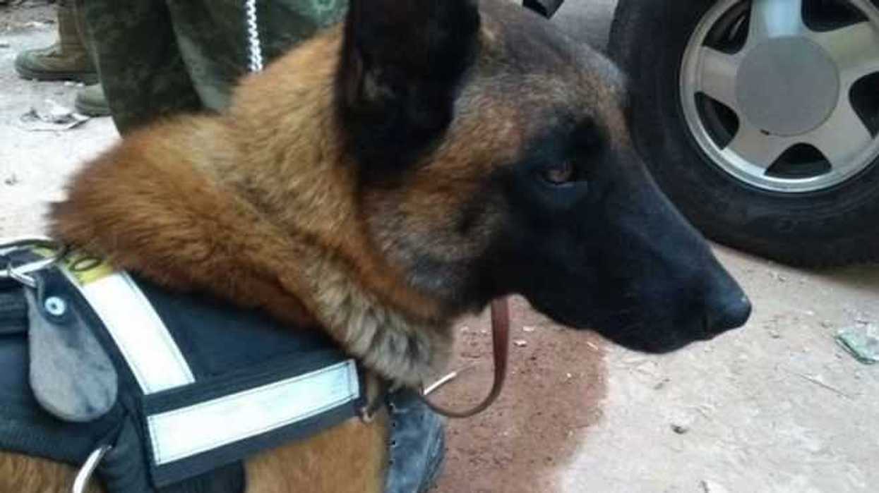 perros-rescatistas-los-heroes-salvan-vidas