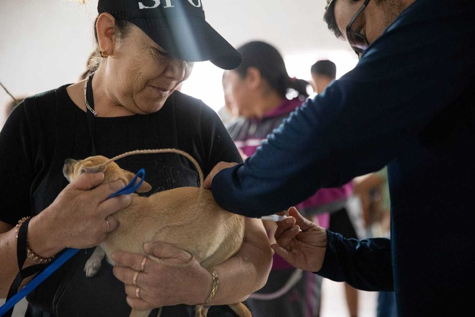 Personal aplica una vacuna a un perro sostenido por una mujer durante la jornada de servicios en Cazadero.