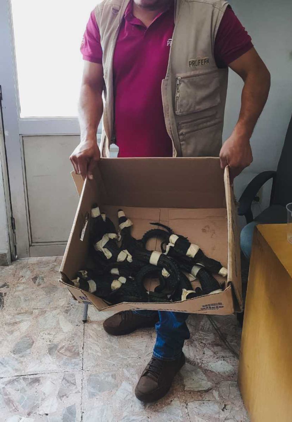 Personal con los contenedores que transportaban 10 cocodrilos de pantano y 27 tortugas hicotea asegurados en Huimanguillo, Tabasco, por tr\u00e1fico ilegal de fauna silvestre.