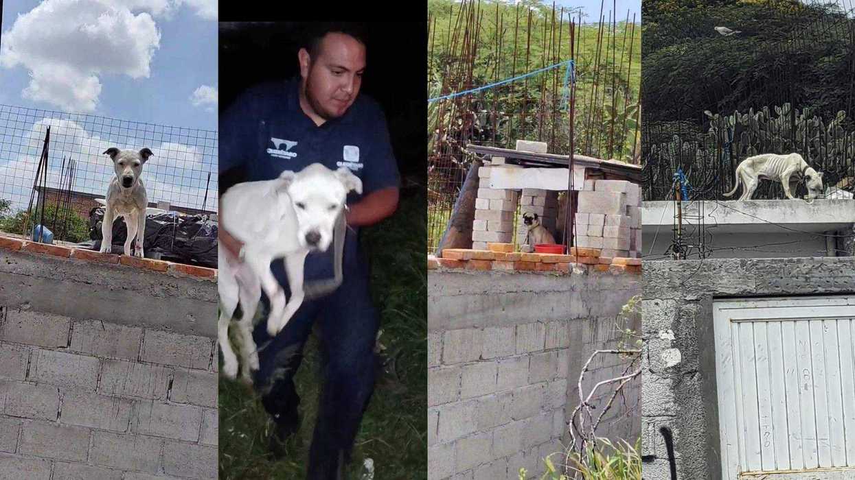 Personal de la Secretaría de Bienestar Animal durante operativo de rescate de dos caninos en estado crítico por desnutrición severa en Querétaro.