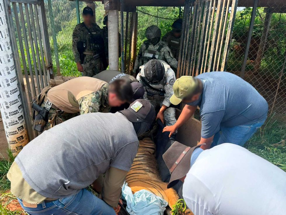 Personal de Profepa, Marina y Ej\u00e9rcito traslada a un tigre de Bengala en un corral de Coalcom\u00e1n, Michoac\u00e1n.