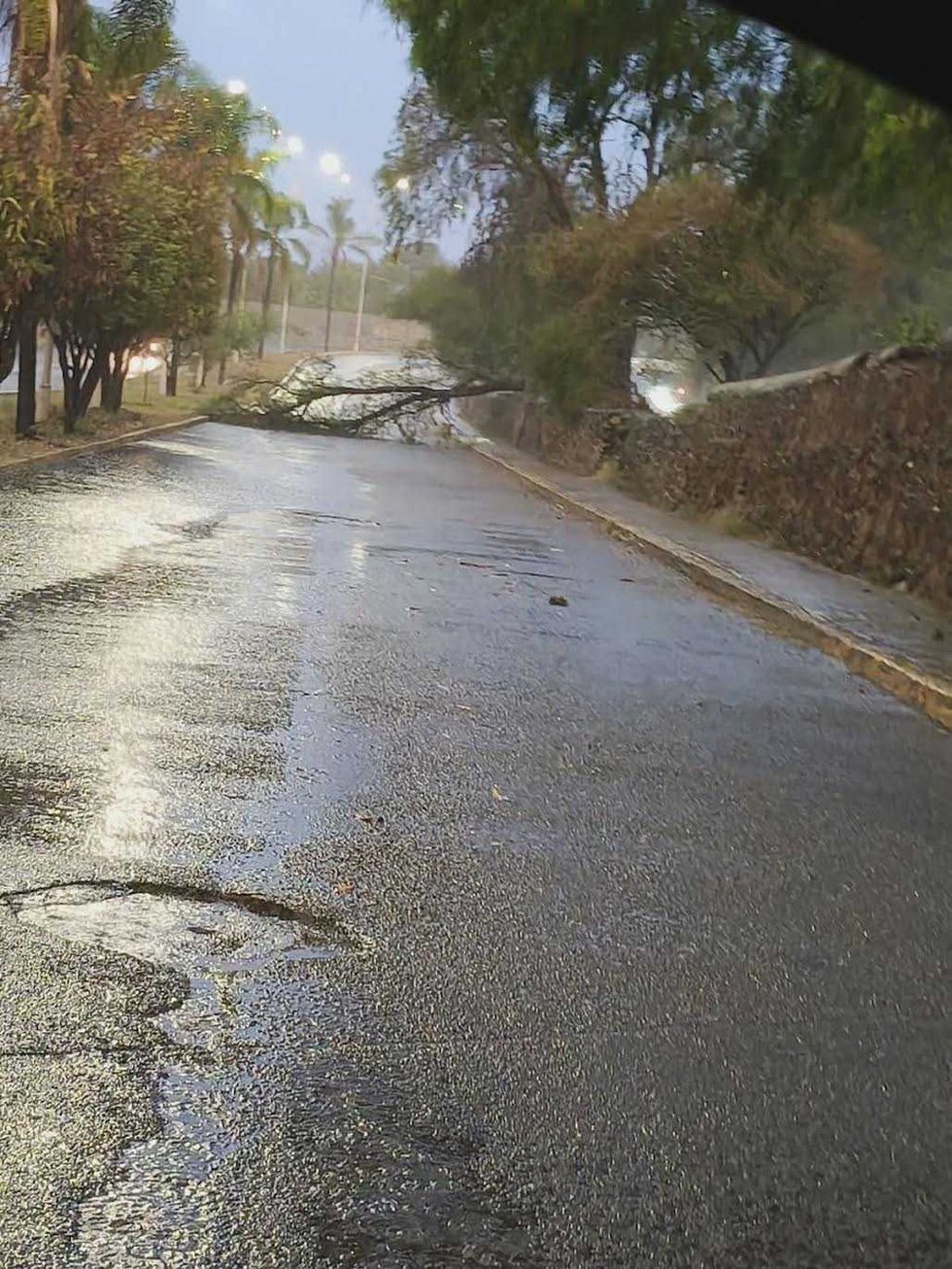 Personal de Protecci\u00f3n Civil atiende \u00e1rbol ca\u00eddo en colonia Centro de San Juan del R\u00edo tras lluvia del 5 de mayo de 2026