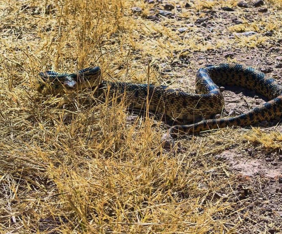 Personal del IMPA liber\u00f3 dos serpientes y un cacomixtle en El Cimatario. La dependencia reiter\u00f3 que cuenta con protocolos especializados para rescate de fauna.