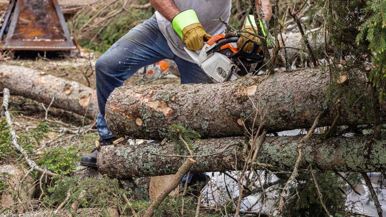 Personal municipal retira árbol seco en avenida Constituyentes, Querétaro, durante campaña de sustitución