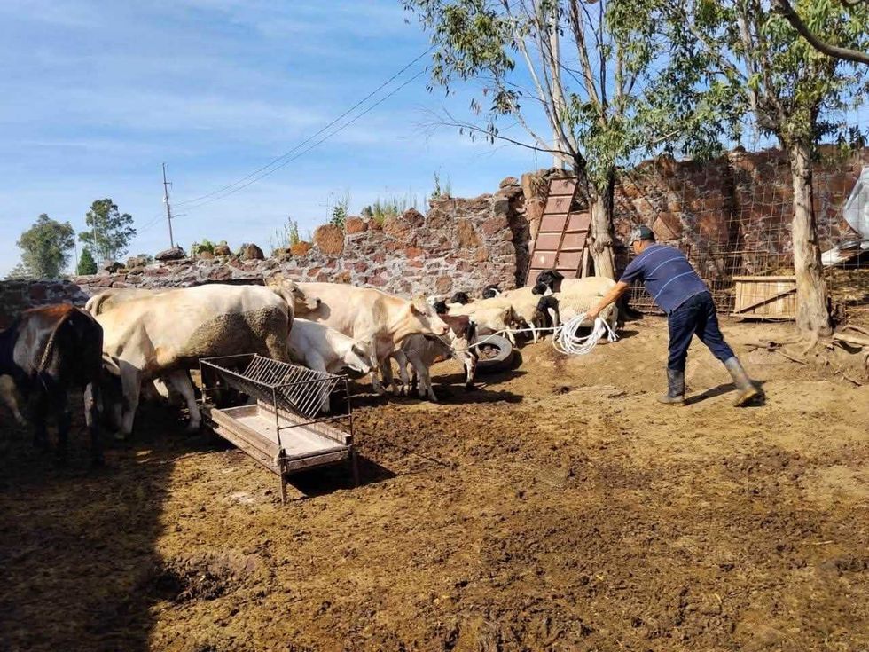 Personal realiza labores con ganado durante acciones de atenci\u00f3n rural en San Juan del R\u00edo.
