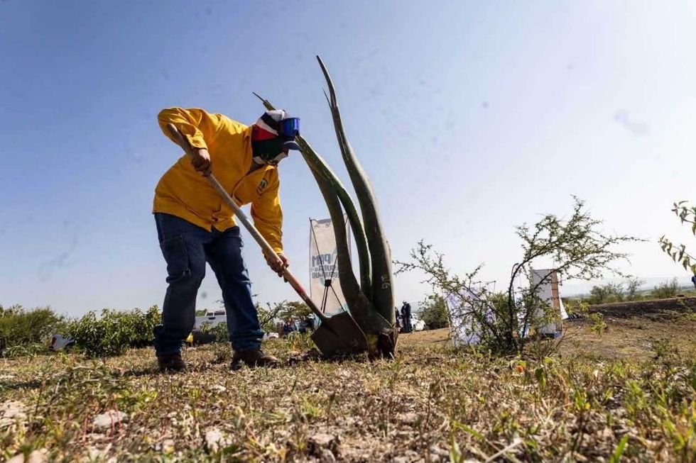 Personal realiza trabajos de excavaci\u00f3n para plantar especies nativas en el ejido de Arcila