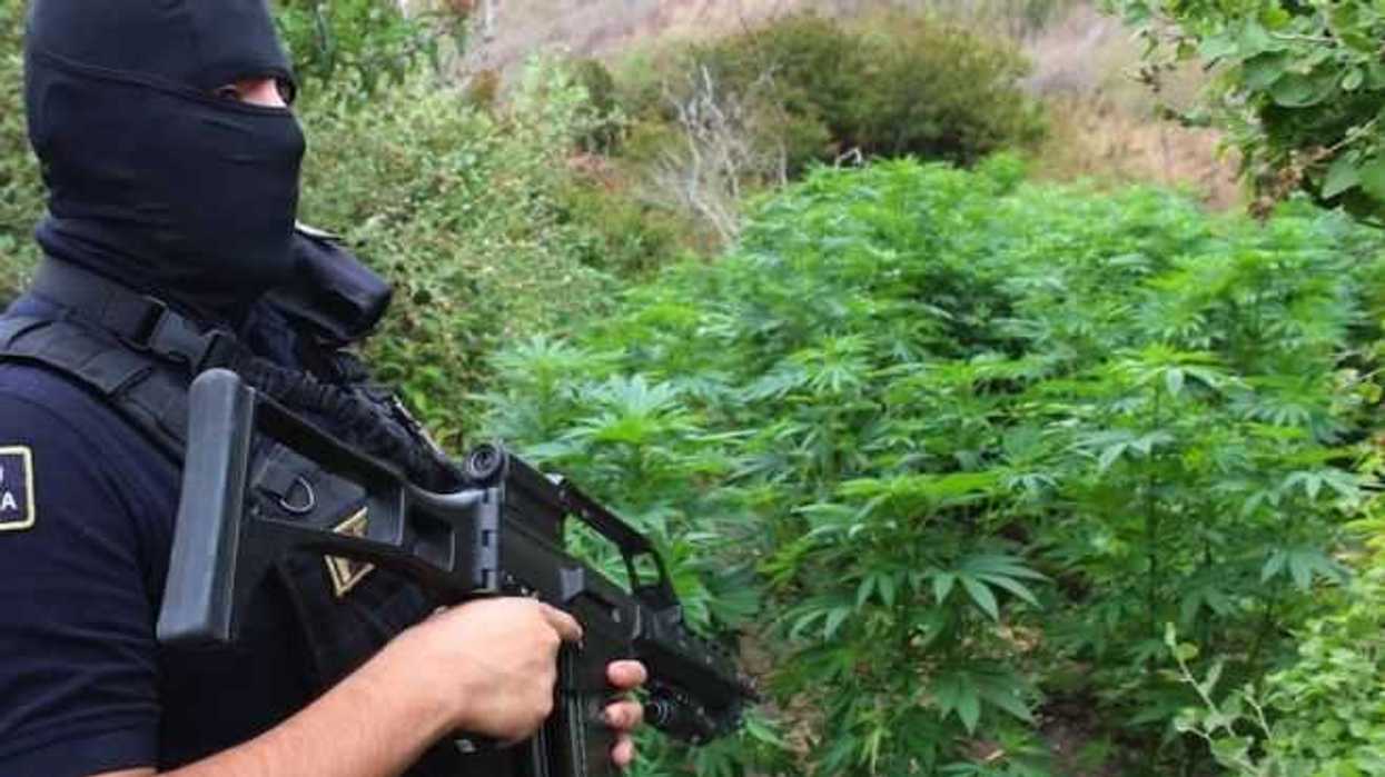 pgr-investiga-aseguramiento-de-tres-plantios-de-marihuana-en-michoacan