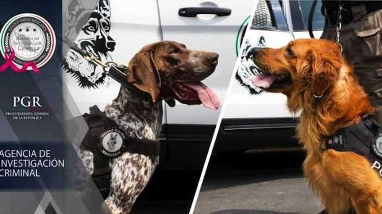 pgr-recibe-de-estados-unidos-30-caninos-especializados