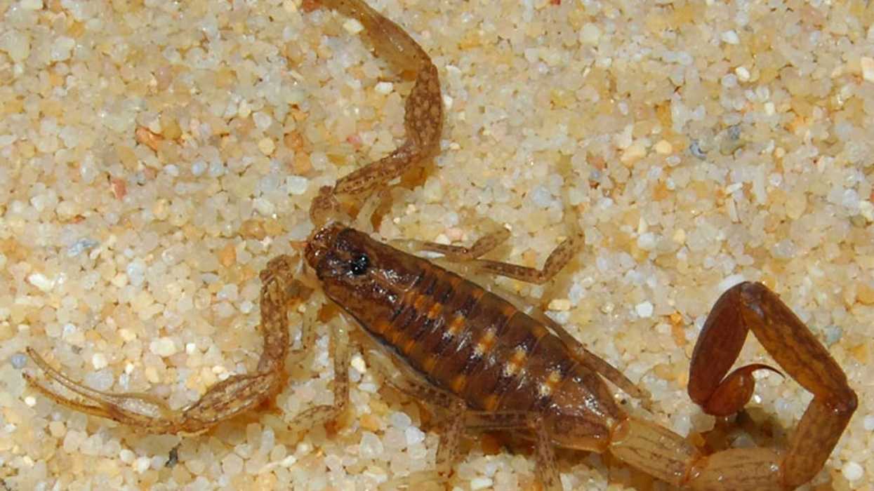 Picadura de Alacran. NOTIMEX