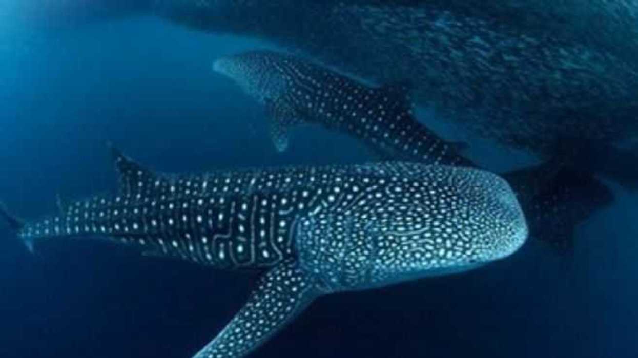 piden-declarar-zona-refugio-tiburon-ballena-a-bahia-la-paz