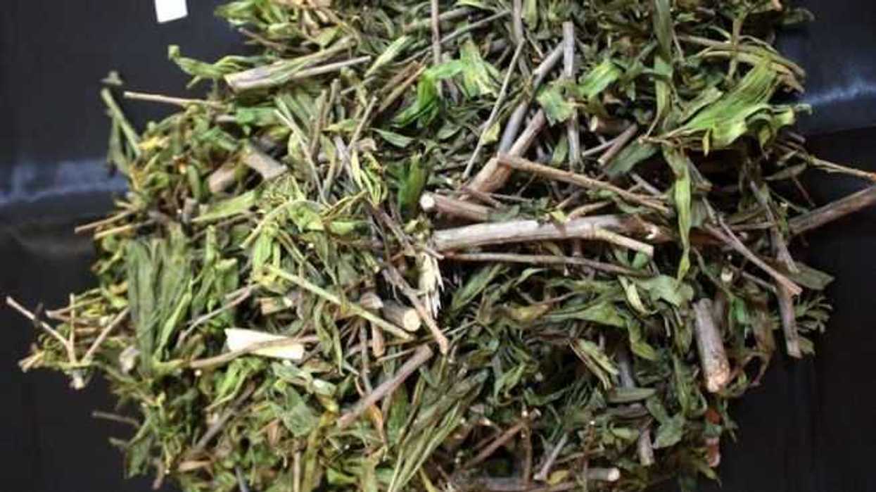 planta-batamote-podria-tener-propiedades-curativas-contra-cancer